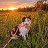 cat, calico_cat, pink_harness, leash, grass, wildflowers, field, sunset, outdoor, nature, greenery, animal, pet, flora, sunlight, scenic, serene, closeup, mammal, portrait