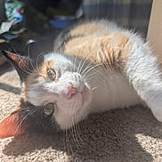 Princess joined the competition — help win amazing prizes! animal, calico_cat, carpet, cat, close_up, cute, feline, fluffy, fur, green_eyes, indoor, lying_down, pet, photography, pink_nose, portrait, relaxed, sunlight, upside_down, whiskers