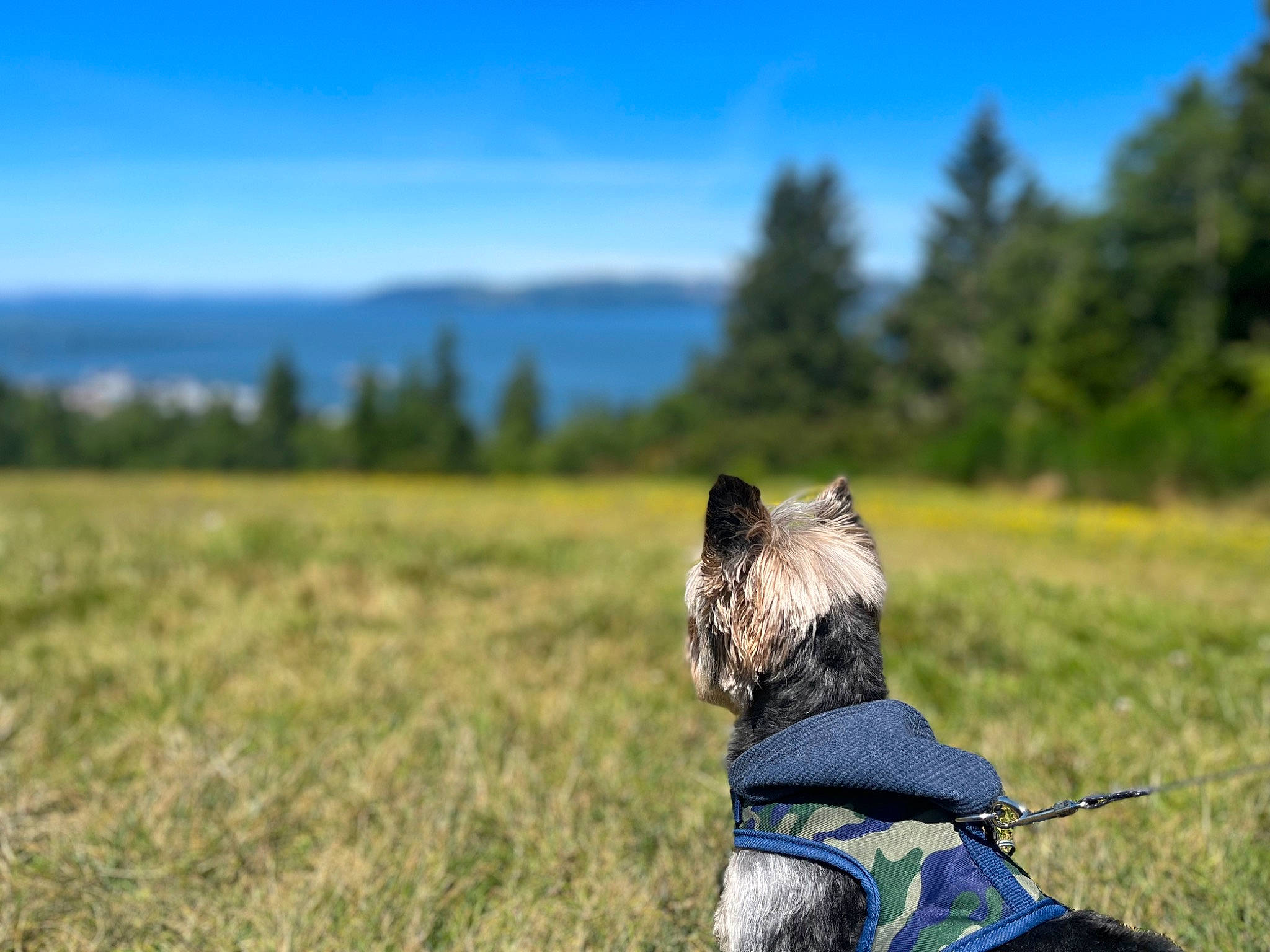 Sparky is registered to the contest to win money with this photo: carnivore, cloud, collar, companion_dog, dog, dog_breed, dog_clothes, dog_collar, dog_supply, fawn, grass, grassland, landscape, leash, pet_supply, plant, sky, snout, tree, working_animal