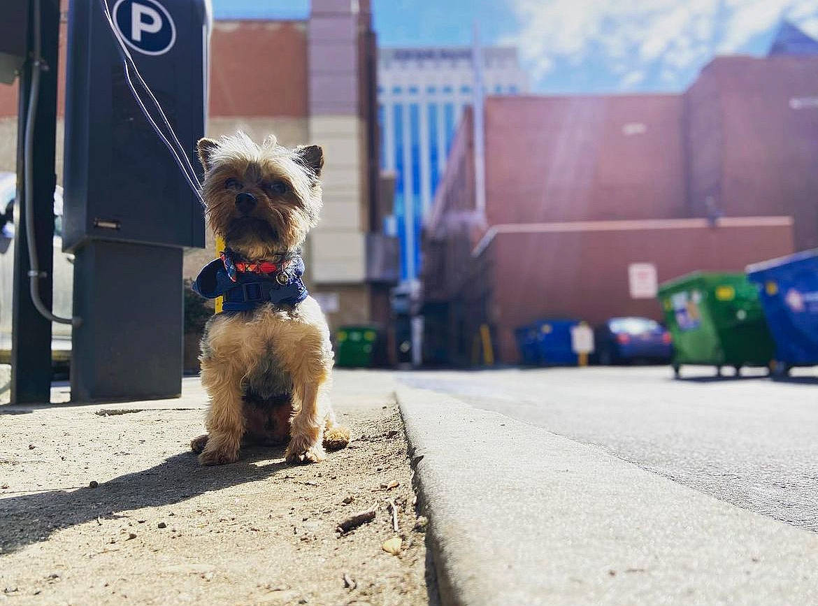 Sparky joined the competition — help win amazing prizes! asphalt, building, canidae, carnivore, city, companion_dog, dog, dog_breed, electric_blue, fawn, flooring, road, road_surface, sidewalk, sky, small_terrier, sporting_group, terrier, toy_dog, waste_container