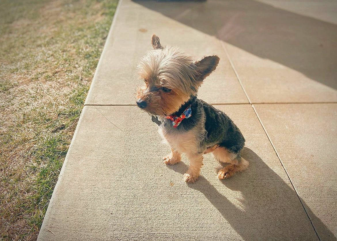 Sparky joined the competition — help win amazing prizes! asphalt, carnivore, collar, companion_dog, dog, dog_breed, dog_clothes, dog_collar, dog_supply, fawn, flooring, grass, leash, pet_supply, road_surface, sidewalk, snout, terrier, toy_dog, working_animal