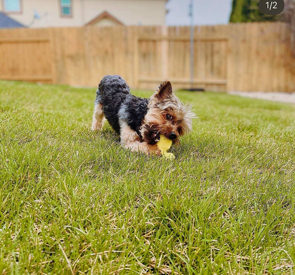 Sparky is registered to the contest to win money with this photo: canidae, carnivore, companion_dog, dog, dog_breed, fawn, fence, garden, grass, grassland, groundcover, lawn, plant, small_terrier, sporting_group, tail, terrier, toy_dog, water_dog, yard