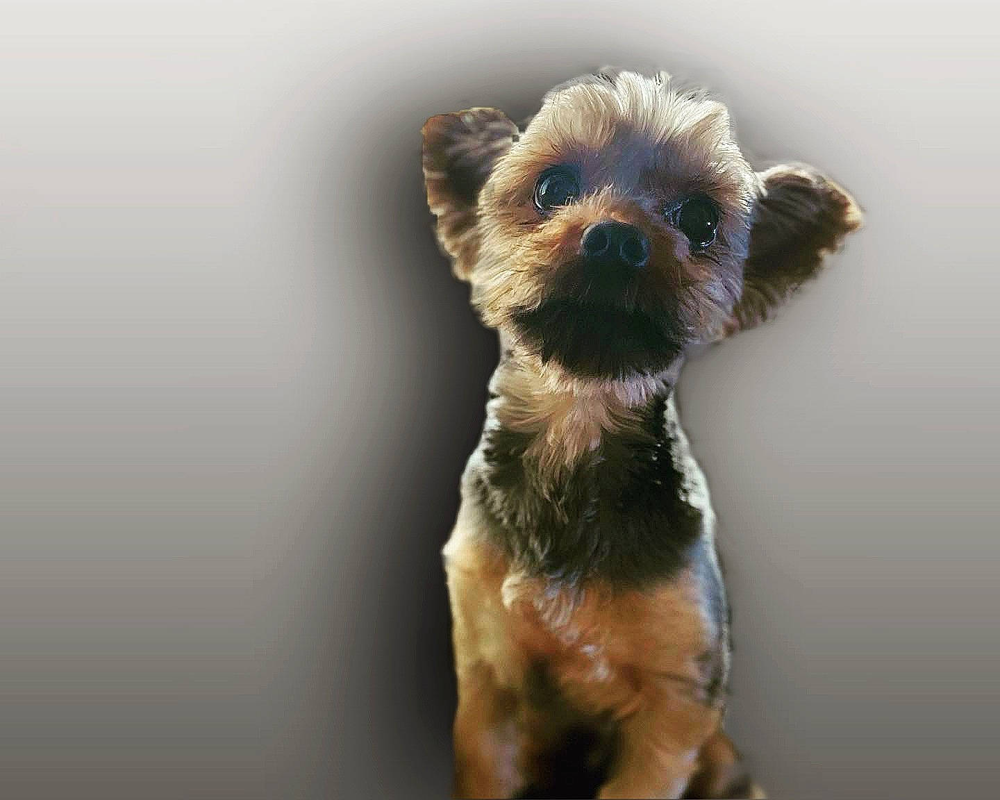 Sparky joined the competition — help win amazing prizes! canidae, carnivore, companion_dog, dog, dog_breed, ear, fawn, fur, liver, small_terrier, snout, sporting_group, tail, terrestrial_animal, terrier, toy_dog, wildlife, working_animal