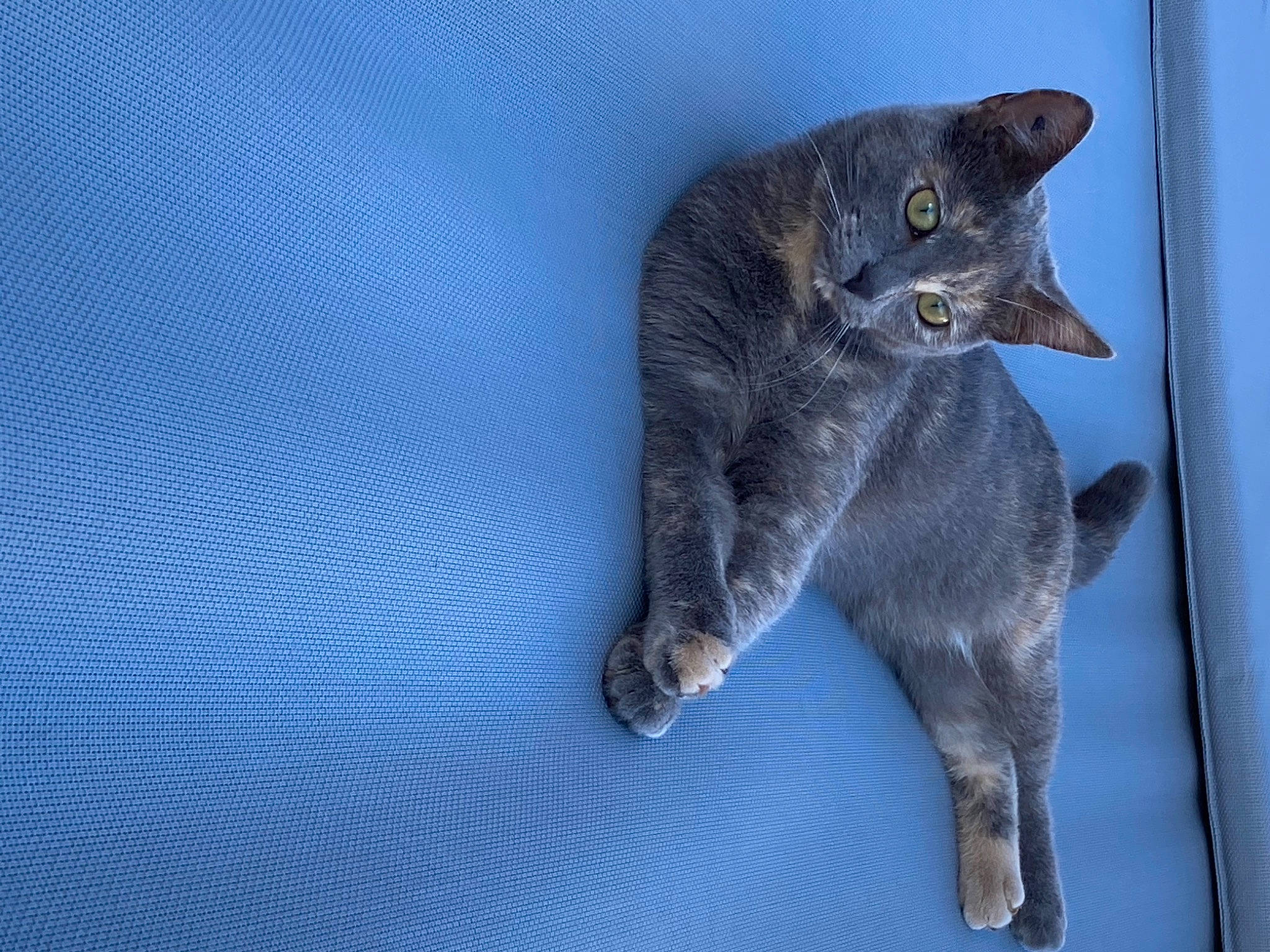 Minnie participe au concours pour gagner de l'argent avec cette photo : blue, british_shorthair, carnivore, cat, chartreux, domestic_short_haired_cat, european_shorthair, felidae, german_rex, kitten, korat, nebelung, russian_blue, small_to_medium_sized_cats, tabby_cat, tail, whiskers