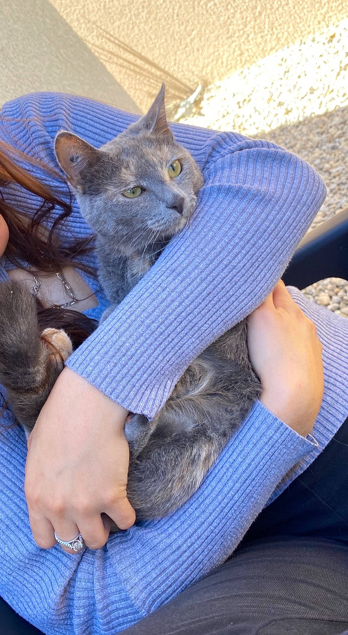 Minnie a rejoint le concours — aidez-le/la à gagner de superbes lots ! british_shorthair, carnivore, cat, chartreux, chausie, domestic_short_haired_cat, european_shorthair, felidae, german_rex, korat, lap, leg, nebelung, russian_blue, small_to_medium_sized_cats, whiskers