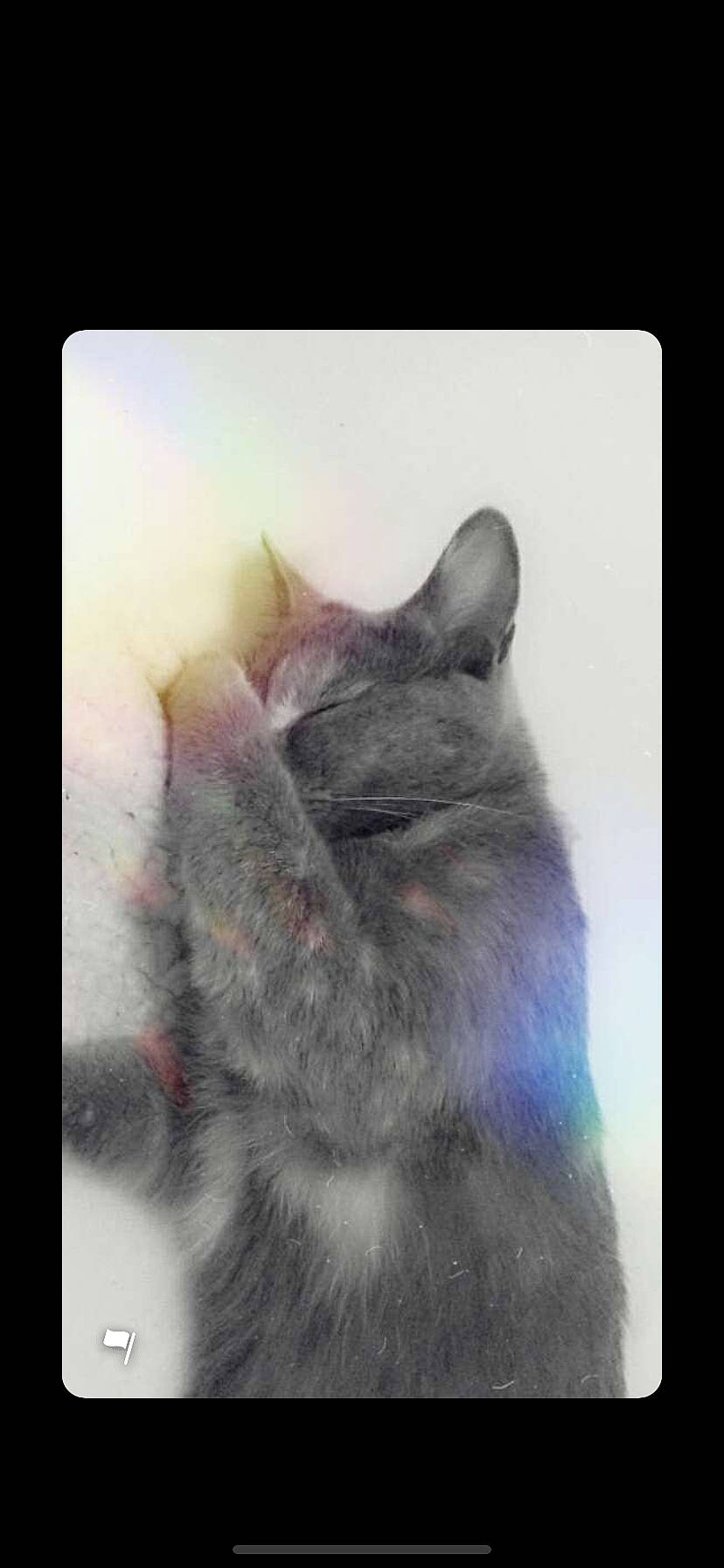 Minnie a rejoint le concours — aidez-le/la à gagner de superbes lots ! carnivore, cat, chinchilla, domestic_short_haired_cat, felidae, fur, iris, nebelung, photography, small_to_medium_sized_cats, snout, whiskers