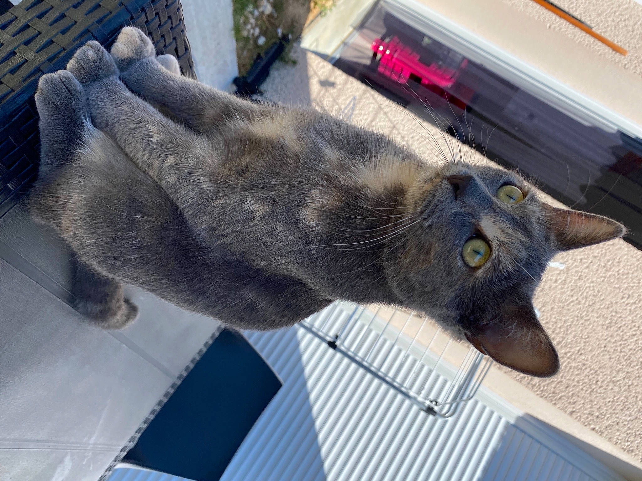 Minnie participe au concours pour gagner de l'argent avec cette photo : black_cat, british_shorthair, carnivore, cat, chartreux, domestic_short_haired_cat, european_shorthair, felidae, fur, korat, nebelung, russian_blue, small_to_medium_sized_cats, snout, tail, whiskers