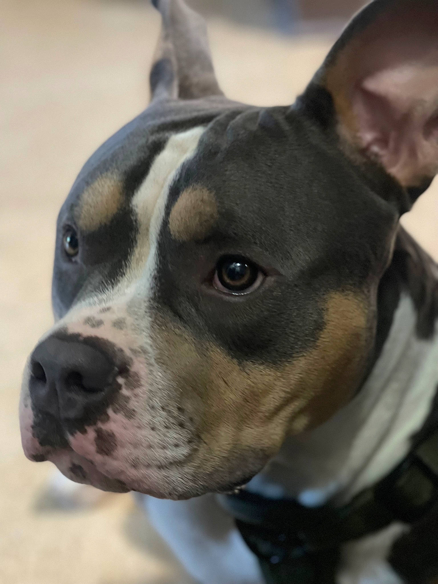 Kashis is registered to the contest to win money with this photo: ancient_dog_breeds, canidae, carnivore, collar, companion_dog, dog, dog_breed, dog_collar, ear, fawn, fur, guard_dog, non_sporting_group, snout, sporting_group, terrestrial_animal, terrier, whiskers, working_animal, working_dog