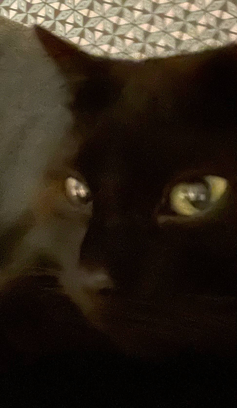 Sweety a rejoint le concours — aidez-le/la à gagner de superbes lots ! black_cat, carnivore, cat, darkness, domestic_short_haired_cat, felidae, fur, grey, monochrome, monochrome_photography, small_to_medium_sized_cats, snout, tail, terrestrial_animal, whiskers, window