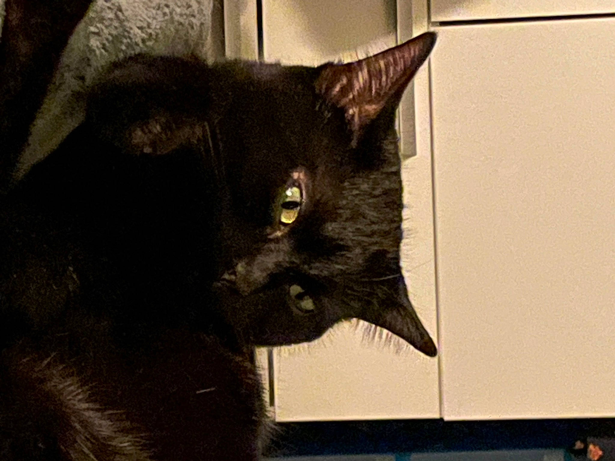 Sweety participe au concours pour gagner de l'argent avec cette photo : black_cat, bombay, carnivore, cat, domestic_short_haired_cat, felidae, fur, small_to_medium_sized_cats, snout, terrestrial_animal, whiskers