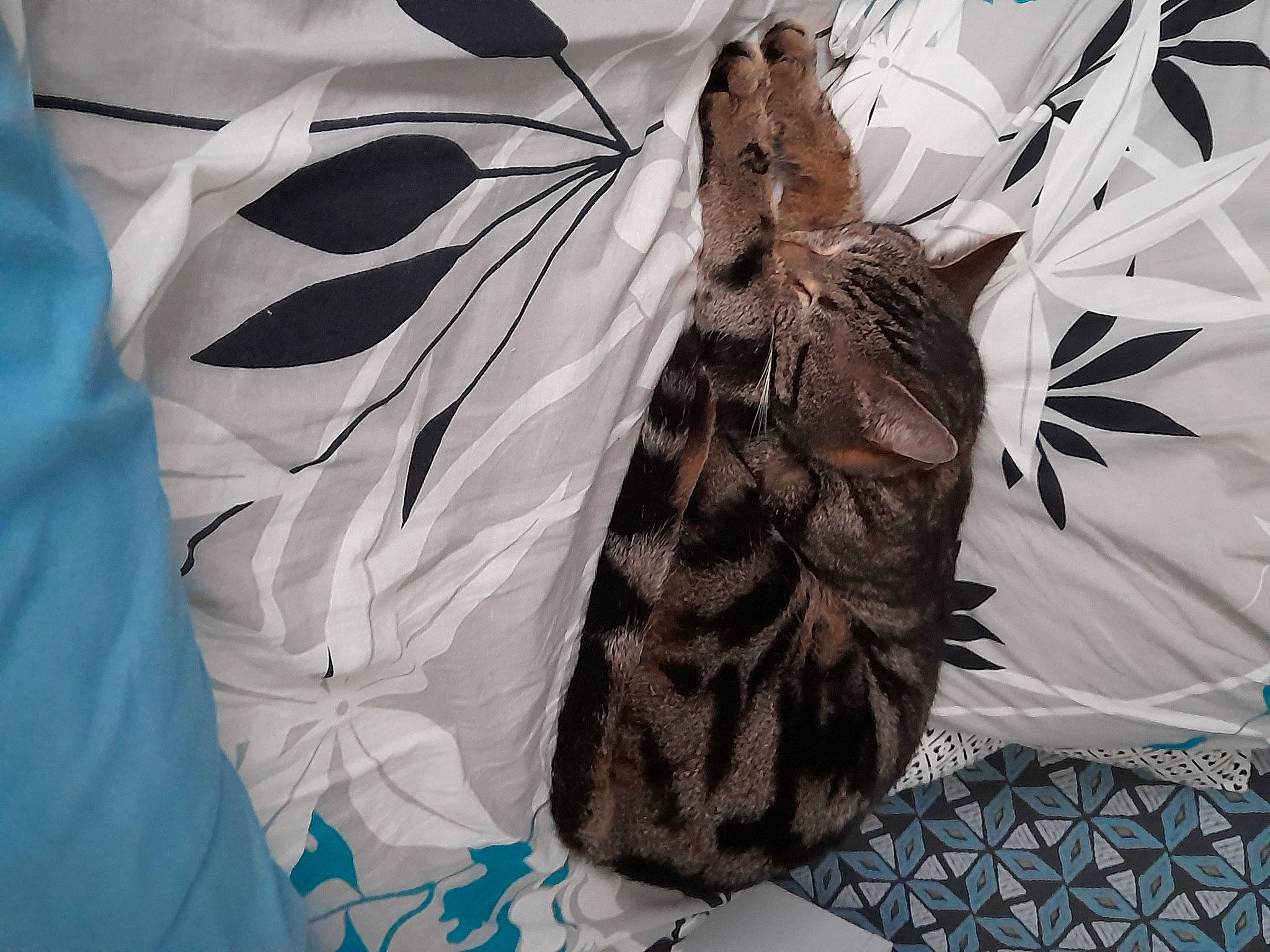 Oggy a rejoint le concours — aidez-le/la à gagner de superbes lots ! _geese_and_swans, beak, bird, bird_of_prey, ducks, event, fashion_accessory, fashion_design, feather, felidae, fur, linens, pattern, pollinator, sleeve, tail, textile, twig, whiskers, wildlife