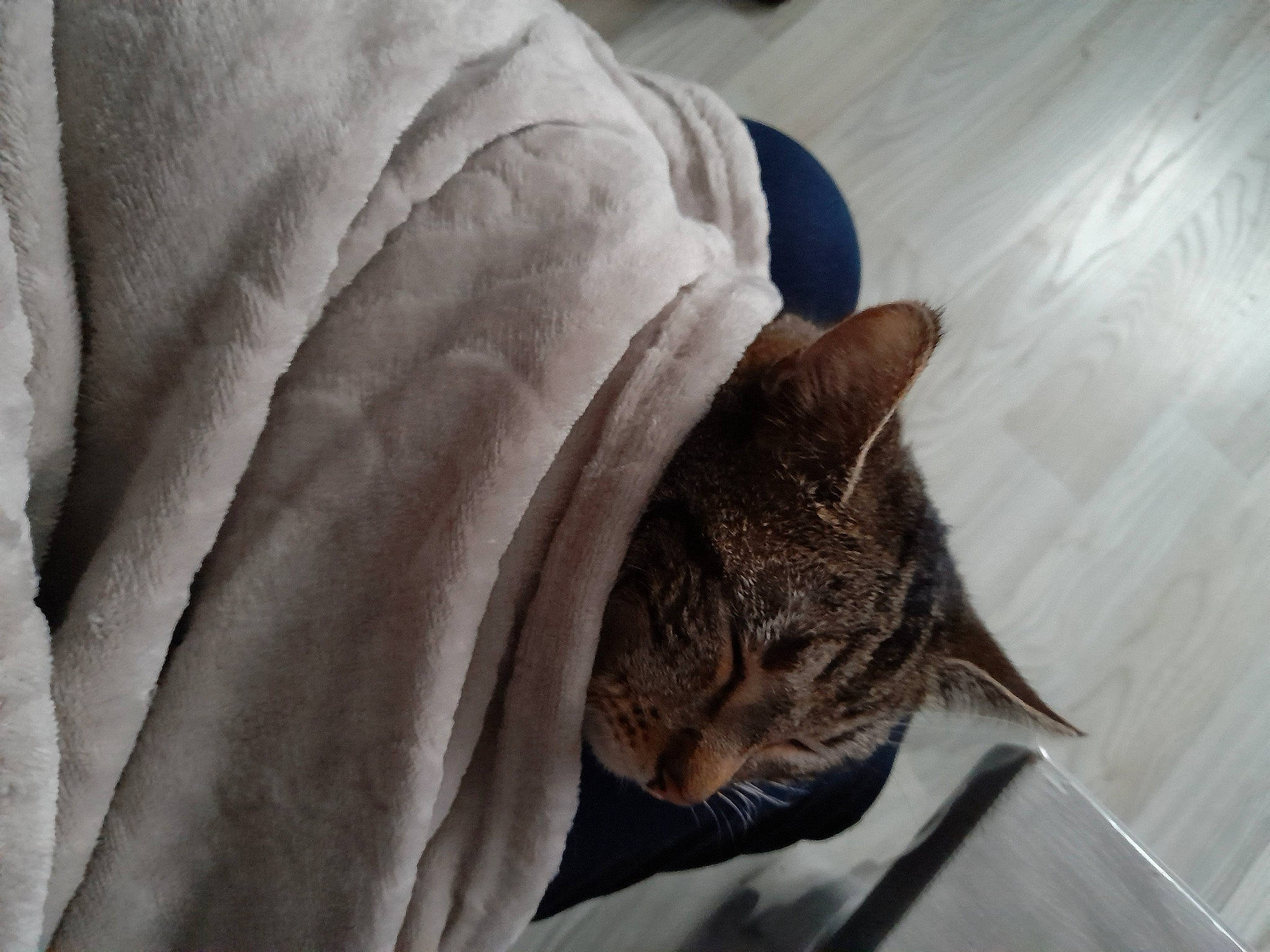 Oggy participe au concours pour gagner de l'argent avec cette photo : blanket, carnivore, cat, comfort, domestic_short_haired_cat, ear, fawn, felidae, fur, grey, linens, nap, room, sleeve, small_to_medium_sized_cats, snout, tail, tree, whiskers, window