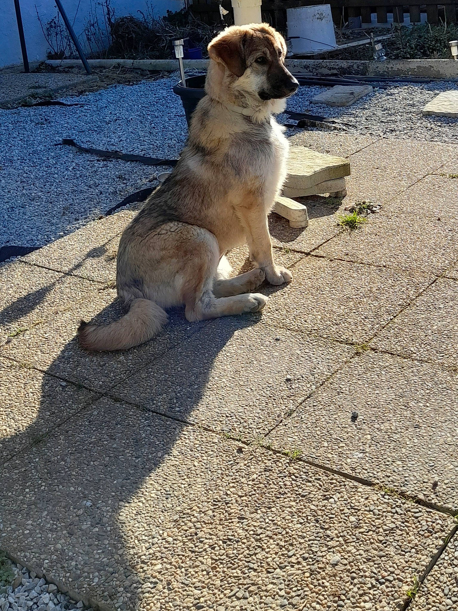 Nala a rejoint le concours — aidez-le/la à gagner de superbes lots ! asphalt, canidae, carnivore, collar, companion_dog, concrete, dog, dog_breed, fawn, grass, leash, paw, road_surface, shadow, sidewalk, snout, soil, sporting_group, street_dog, tail