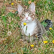 Matti joined the competition — help win amazing prizes! cat, tabby, grass, wildflowers, yellow_flowers, nature, outdoor, animal, pet, fur, ears, whiskers, meadow, sitting, curious, eyes, face, flora, greenery, spring