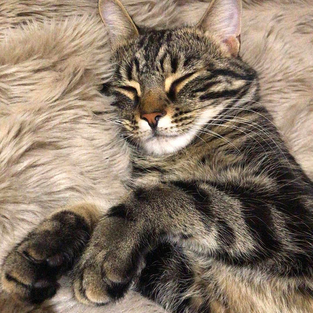 Whisky is registered to the contest to win money with this photo: american_shorthair, american_wirehair, asian, carnivore, cat, domestic_short_haired_cat, dragon_li, european_shorthair, felidae, kitten, maine_coon, mammal, norwegian_forest_cat, pixie_bob, small_to_medium_sized_cats, snout, tabby_cat, vertebrate, whiskers, wild_cat