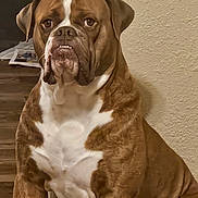 Hank is registered to the contest to win money with this photo: animal, brown, canine, closeup, companion, dog, ears, expression, face, flooring, furniture, home, indoor, mammal, pet, portrait, sitting, underbite, wall, white