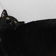 Bear is registered to the contest to win money with this photo: black_cat, cat, pet, animal, feline, yellow_eyes, fur, whiskers, looking_up, indoor, close_up, portrait, mammal, domestic_animal, cute, alert, soft_texture, black_fur, curious, white_background