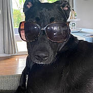 Violet is registered to the contest to win money with this photo: dog, black_dog, sunglasses, indoor, pet, animal, cool, relaxed, portrait, face, furniture, window, curtain, table, house, domestic, companion, cute, funny, canine