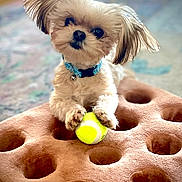 Gus joined the competition — help win amazing prizes! dog, small_dog, puppy, fluffy, tennis_ball, toy, collar, blue_collar, pet, indoor, carpet, plush, cushion, cute, animal, playing, head_tilt, fur, paw, closeup