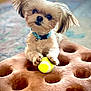 dog, small_dog, puppy, fluffy, tennis_ball, toy, collar, blue_collar, pet, indoor, carpet, plush, cushion, cute, animal, playing, head_tilt, fur, paw, closeup