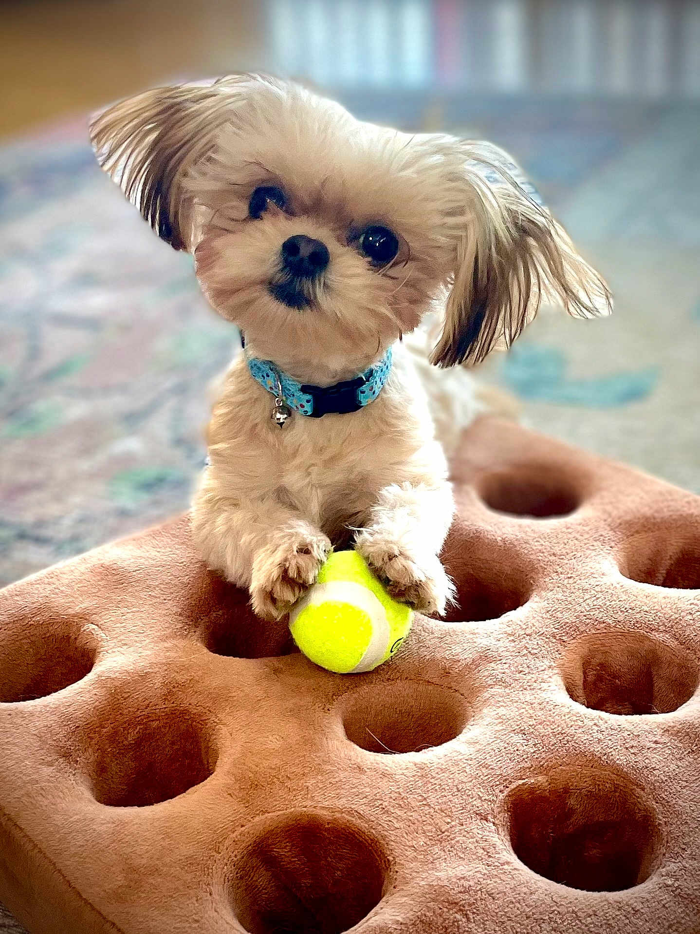 Gus