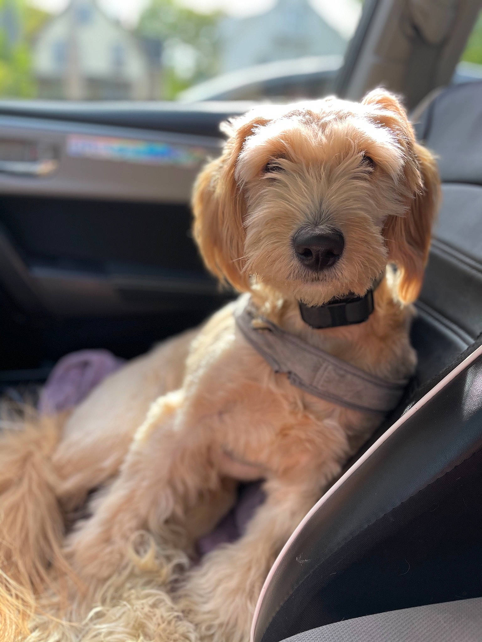 Teddie is registered to the contest to win money with this photo: canidae, carnivore, collar, companion_dog, dog, dog_breed, dog_collar, dog_supply, eyewear, fawn, glasses, liver, motor_vehicle, small_terrier, snout, terrier, toy, toy_dog, vision_care, working_animal