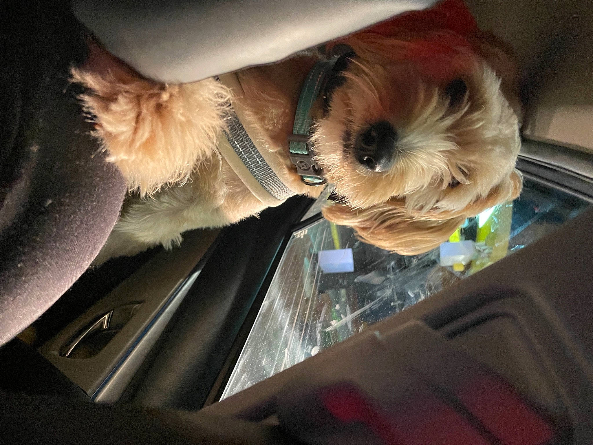 Teddie joined the competition — help win amazing prizes! carnivore, comfort, companion_dog, dog, dog_breed, dog_clothes, dog_supply, eyewear, fawn, felidae, hair, small_terrier, small_to_medium_sized_cats, snout, sporting_group, tail, toy, toy_dog, vehicle_door, whiskers