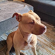 Benji is registered to the contest to win money with this photo: dog, tan_dog, sitting, indoor, living_room, rug, couch, blanket, backpack, chair, lamp, floor, pet, canine, fur, ears, paws, white_chest, calm, domestic