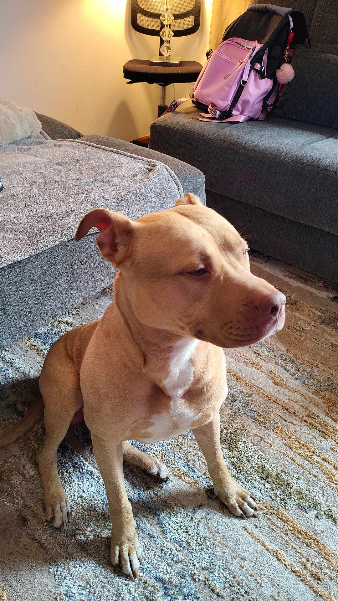 Benji is registered to the contest to win money with this photo: dog, tan_dog, sitting, indoor, living_room, rug, couch, blanket, backpack, chair, lamp, floor, pet, canine, fur, ears, paws, white_chest, calm, domestic