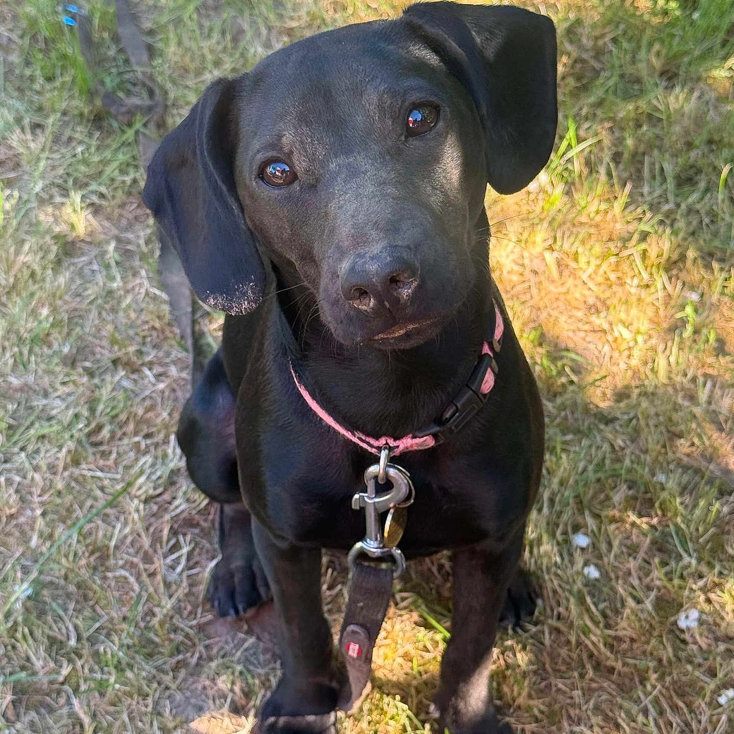 Bella participe au concours pour gagner de l'argent avec cette photo : accessories, animal, canine, collar, dog, grass, harness, hound, labradorretriever, lawn, leash, pet, plant, pointer, puppy, snout, strap, tree, vegetation, whitedog