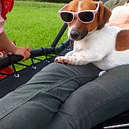 Lou participe au concours pour gagner de l'argent avec cette photo : dog, sunglasses, outdoor, grass, person, child, red_clothing, relaxing, pet, summer, casual, greenery, bench, lap, canine, playful, shade, funny, companionship, leisure