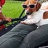 dog, sunglasses, outdoor, grass, person, child, red_clothing, relaxing, pet, summer, casual, greenery, bench, lap, canine, playful, shade, funny, companionship, leisure