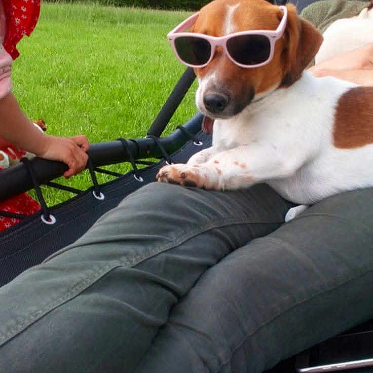 Lou participe au concours pour gagner de l'argent avec cette photo : dog, sunglasses, outdoor, grass, person, child, red_clothing, relaxing, pet, summer, casual, greenery, bench, lap, canine, playful, shade, funny, companionship, leisure