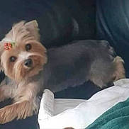 Nikki is registered to the contest to win money with this photo: animal, blanket, bow, companion, cozy, curious, cute, dog, domestic_animal, fur, furniture, home, indoor, leather_couch, looking_at_camera, lying_down, pet, resting, small_dog, yorkshire_terrier