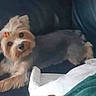 animal, blanket, bow, companion, cozy, curious, cute, dog, domestic_animal, fur, furniture, home, indoor, leather_couch, looking_at_camera, lying_down, pet, resting, small_dog, yorkshire_terrier