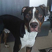 Salto participe au concours pour gagner de l'argent avec cette photo : animal, bostonbull, boxer, bulldog, canine, computerhardware, dog, door, drawer, electronics, face, furniture, greatdane, head, hound, person, pet, photoframe, plant, pottedplant