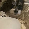Bubbles is registered to the contest to win money with this photo: dog, pet, blanket, cozy, sleepy, fur, paw, indoors, resting, cute, animal, companion, comfort, snuggled, bed, white, black, small_dog, fur_texture, relaxed