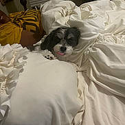 Bubbles is registered to the contest to win money with this photo: dog, bed, blanket, pillow, person, yellow_shirt, window_blinds, lamp, nightstand, cozy, indoor, relaxed, tongue_out, black_and_white_dog, fur, home, sleepy, resting, comfort, furniture