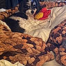 Bubbles joined the competition — help win amazing prizes! dog, bed, blanket, plush_toy, flower_toy, indoor, cozy, resting, black_and_white_dog, furry_pet, pet_toy, textured_blanket, comfort, relaxed, cute_pet, home, sleepy, animal, domestic_animal, fur