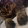 Ava joined the competition — help win amazing prizes! cat, tabby_cat, fluffy, long_hair, furry, whiskers, paws, pet, animal, close_up, portrait, indoors, bed, cozy, sleeping_area, brown, striped, green_eyes, relaxed, photography