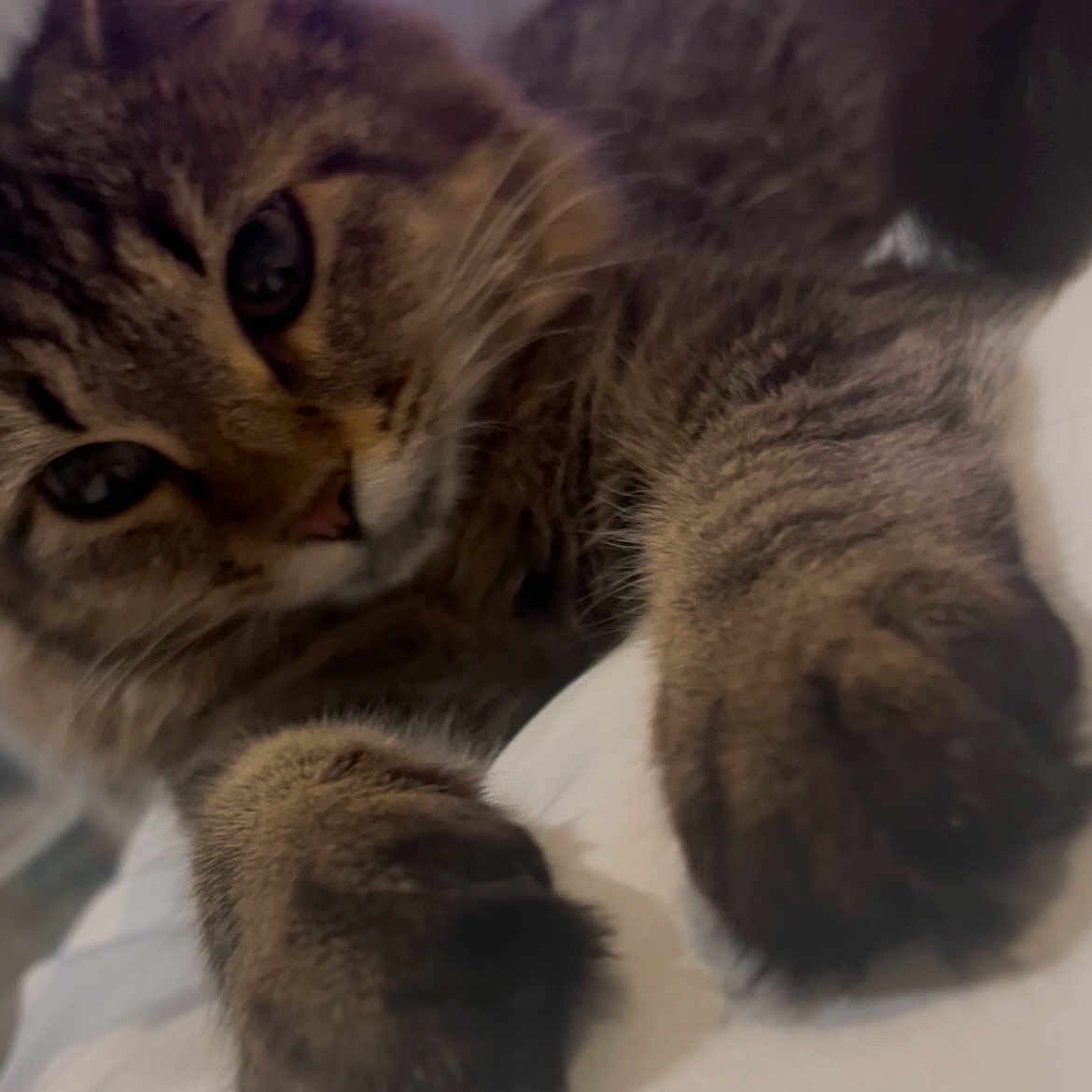Ava joined the competition — help win amazing prizes! cat, tabby_cat, fluffy, furry, pet, animal, whiskers, green_eyes, paws, close_up, portrait, indoors, bed, bedding, relaxed, lying_down, brown_fur, striped_fur, cute, sleepy