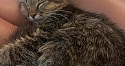 Ava is registered to the contest to win money with this photo: cat, kitten, tabby, sleeping, curled_up, pet, furry, whiskers, ears, animal, cozy, cuddling, human_arms, indoor, bed, blanket, relaxed, nap, closeup, portrait