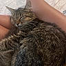 cat, kitten, tabby, sleeping, curled_up, pet, furry, whiskers, ears, animal, cozy, cuddling, human_arms, indoor, bed, blanket, relaxed, nap, closeup, portrait