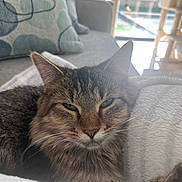 Ava joined the competition — help win amazing prizes! cat, tabby, fluffy, long_hair, pet, animal, face, whiskers, ears, eyes, nose, fur, sleepy, relaxed, lying_down, blanket, couch, pillow, indoor, window