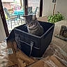 Bob is registered to the contest to win money with this photo: box, cardboard, cat, chair, curious, daylight, feline, home, indoor, package, patio, pet, plant, plastic_wrap, sliding_glass_door, storage_box, tabby_cat, table, table_outdoor, wall_art