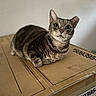 animal, box, cardboard, cat, close_up, curious, cute, domestic_animal, ears, feline, fur, home, indoor, looking, pet, resting, sitting, tabby, whiskers, wide_eyes