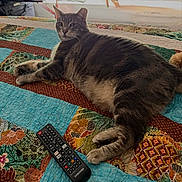 Bob joined the competition — help win amazing prizes! animal, cat, cozy, cute, daylight, domestic, feline, furniture, home, indoor, lying_down, patchwork, pet, quilt, relaxing, remote_control, resting, striped, tabby_cat, window