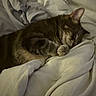 Bob is registered to the contest to win money with this photo: animal, bed, blanket, cat, comfort, cozy, cute, domestic, feline, fur, indoor, nap, paws, pet, relaxation, rest, sleeping, soft, tabby, whiskers
