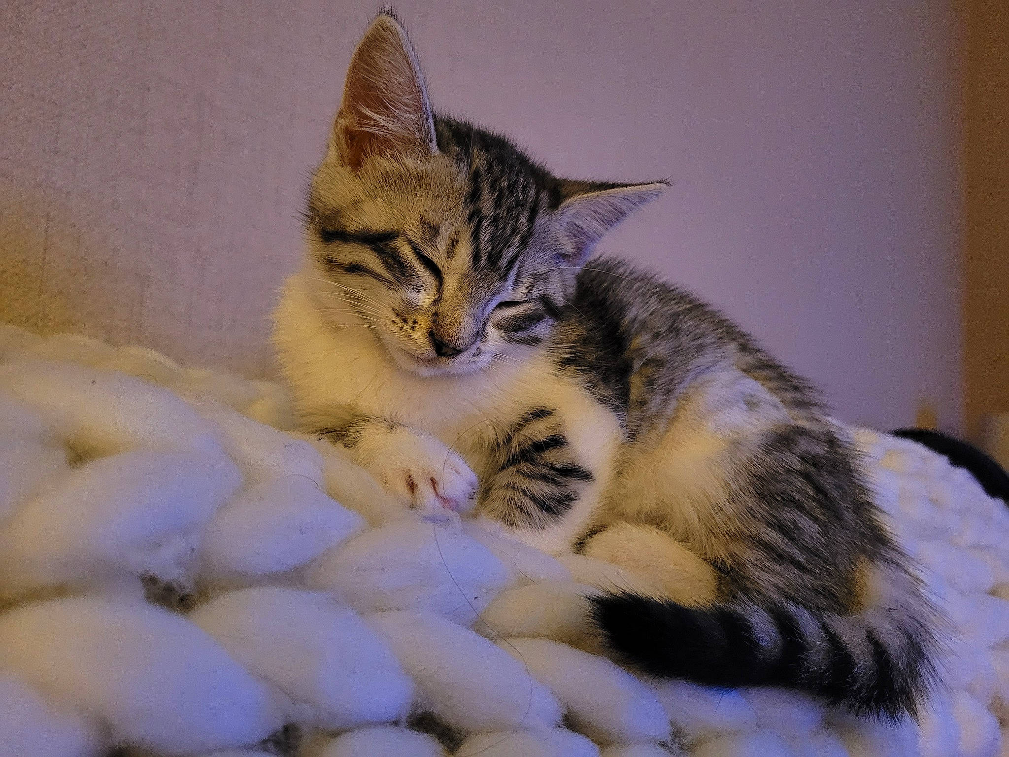 Pickle joined the competition — help win amazing prizes! bed, carnivore, cat, claw, comfort, domestic_short_haired_cat, fawn, felidae, fur, nap, paw, sleep, small_to_medium_sized_cats, snout, tail, terrestrial_animal, whiskers