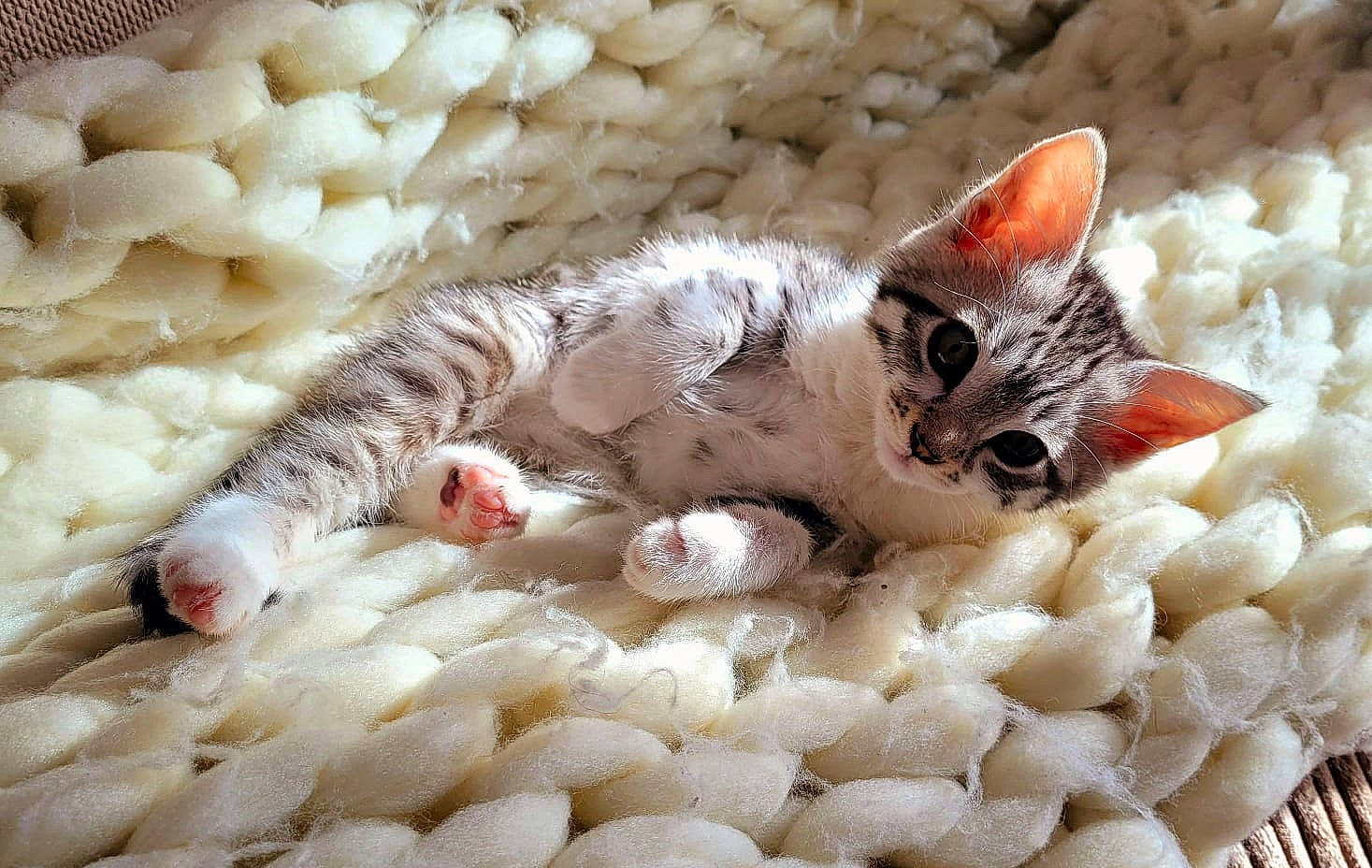 Pickle joined the competition — help win amazing prizes! carnivore, cat, cat_bed, cat_supply, claw, comfort, domestic_short_haired_cat, fawn, felidae, foot, fur, pattern, paw, small_to_medium_sized_cats, tail, terrestrial_animal, whiskers